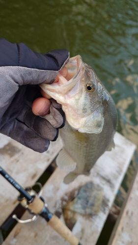 水藻フィッシングセンター