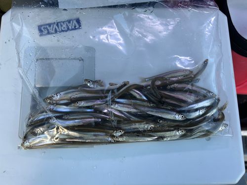 ワカサギの釣果