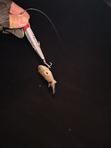 クサフグの釣果