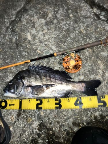 クロダイの釣果