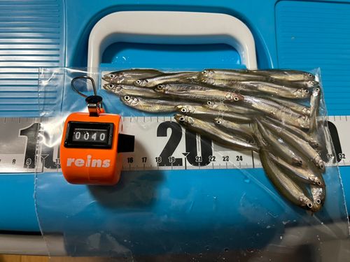 ワカサギの釣果