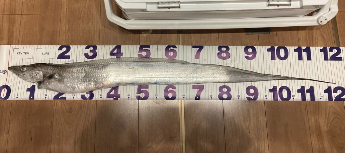 IMAKUN®︎さんの釣果 1枚目の画像