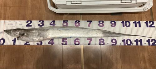 タチウオの釣果