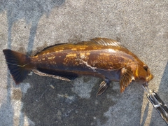 アイナメの釣果