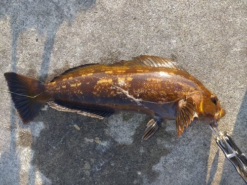 アイナメの釣果