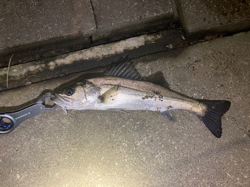 フッコ（マルスズキ）の釣果