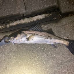 フッコ（マルスズキ）