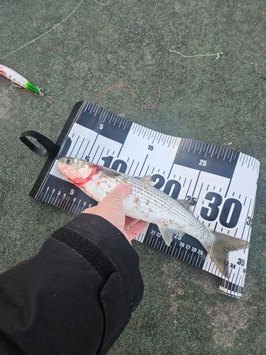 セイゴ（マルスズキ）の釣果