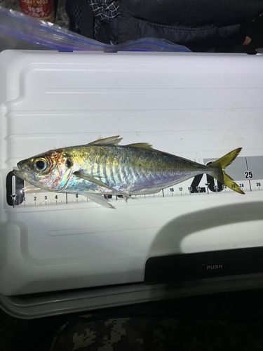 マアジの釣果