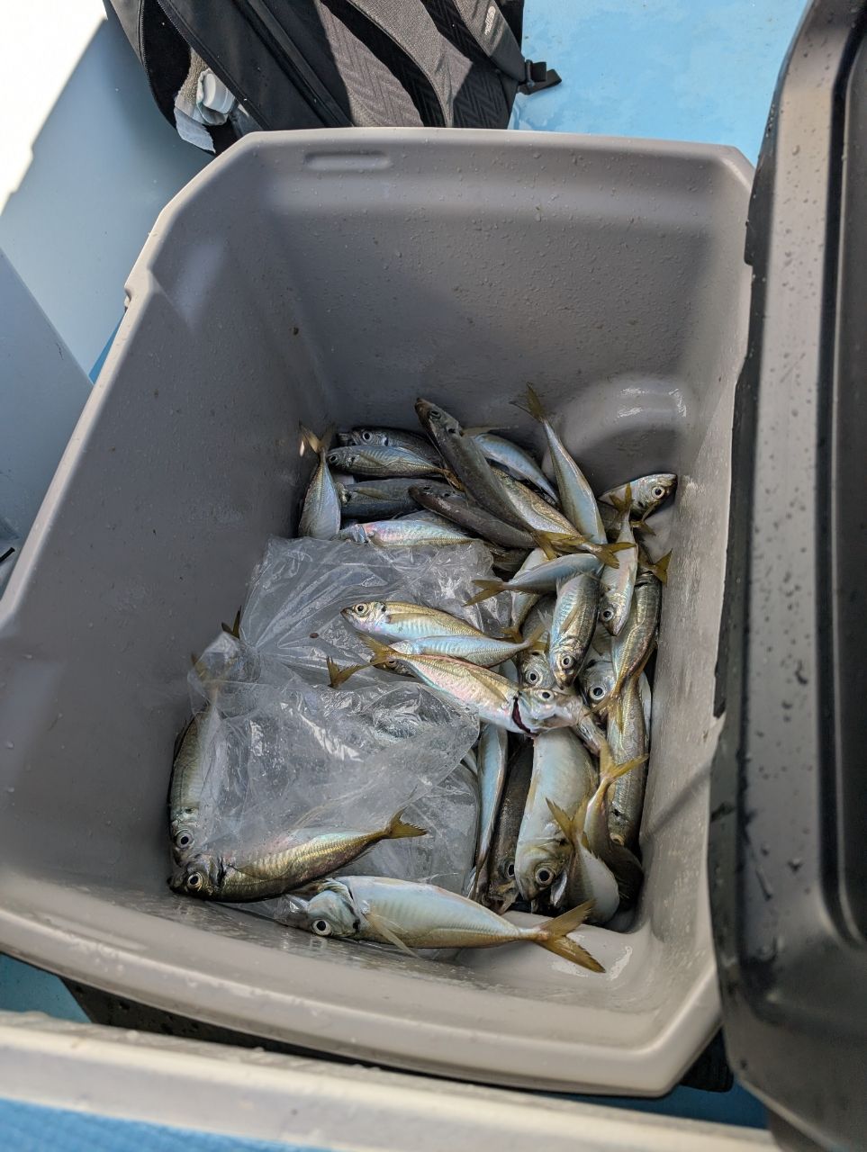 週一舞浜おじさんさんの釣果 2枚目の画像