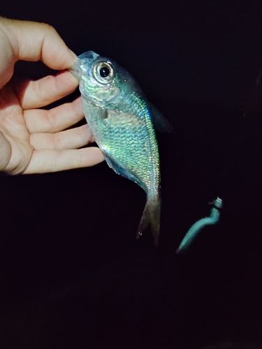 ハタンポの釣果