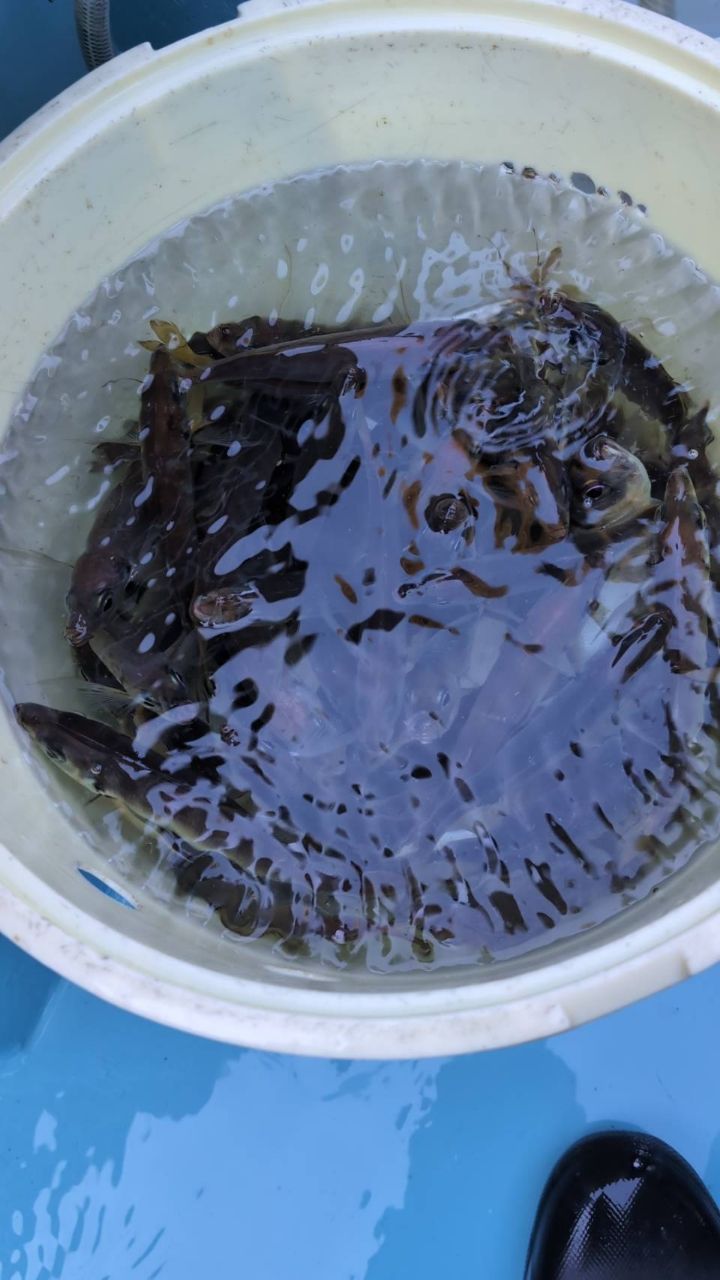 釣り初心者10歳隅田川さんの釣果 2枚目の画像