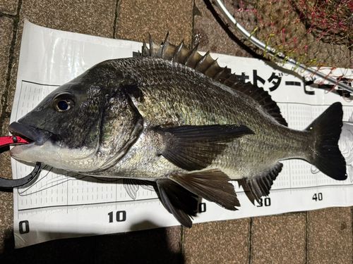 クロダイの釣果