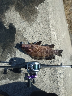 オオモンハタの釣果