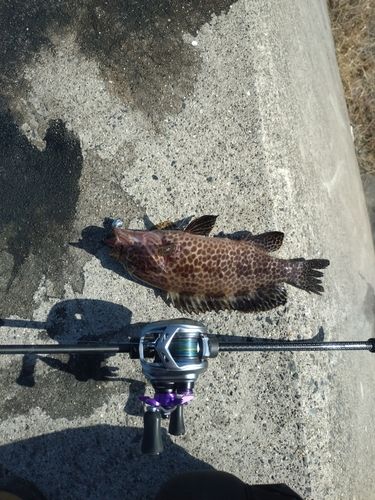 オオモンハタの釣果