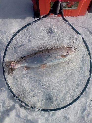 ニジマスの釣果