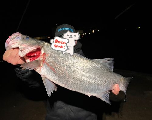 ヒラスズキの釣果