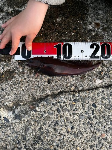 チゴダラの釣果