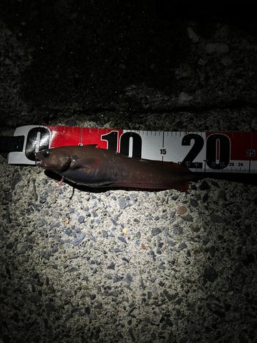 チゴダラの釣果