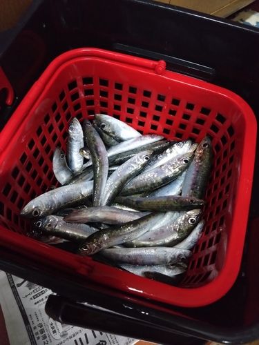 マイワシの釣果