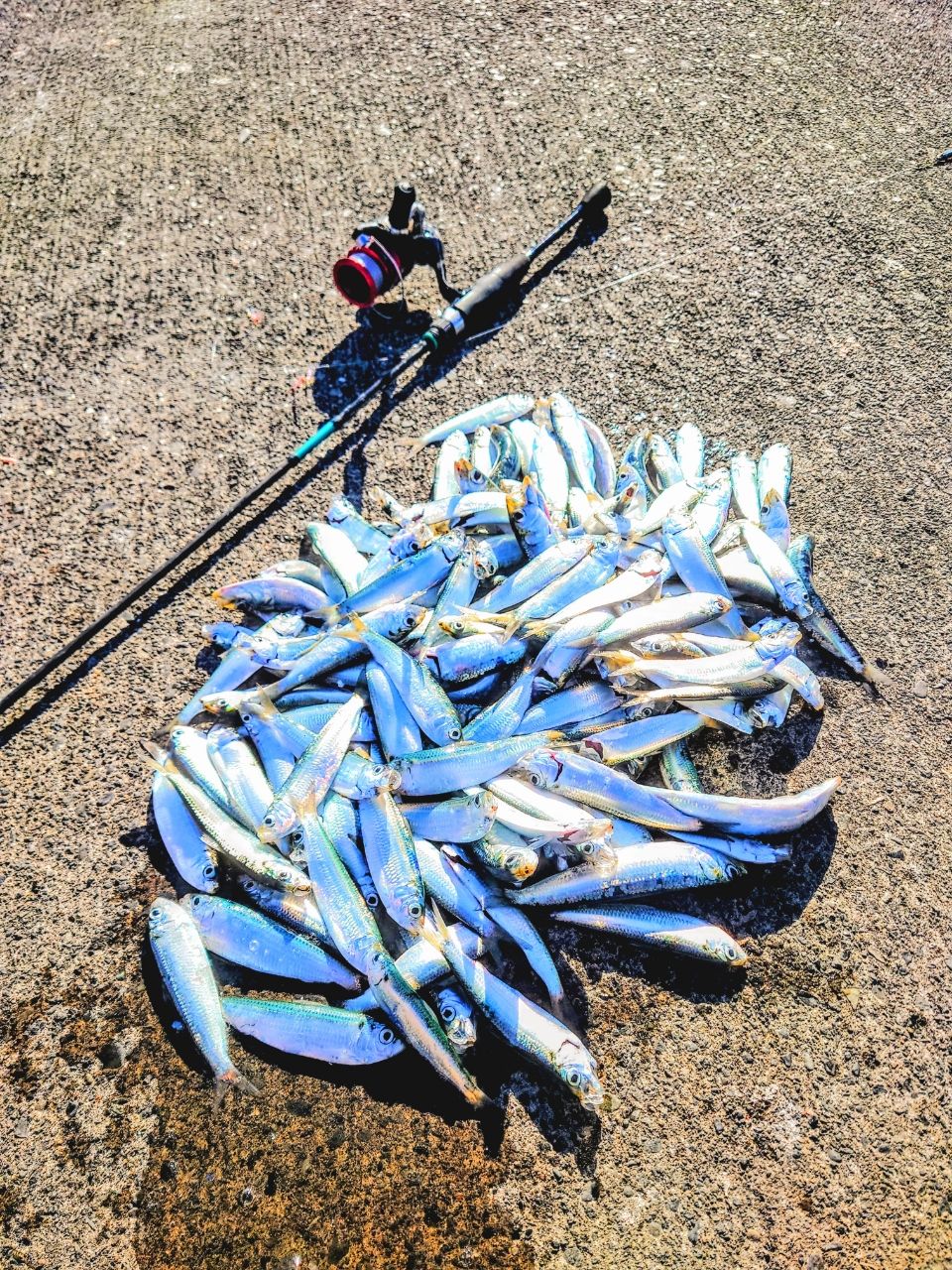 右利き右巻きアングラーさんの2026年01月03日(土)の釣行(静岡県 - 静岡