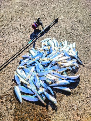 サッパの釣果