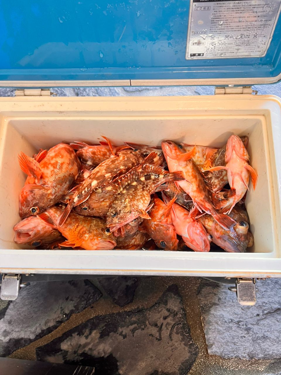 あんぐらーりくさんの釣果 2枚目の画像