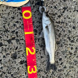 フッコ（ヒラスズキ）