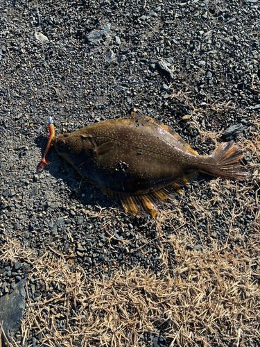 ヌマガレイの釣果