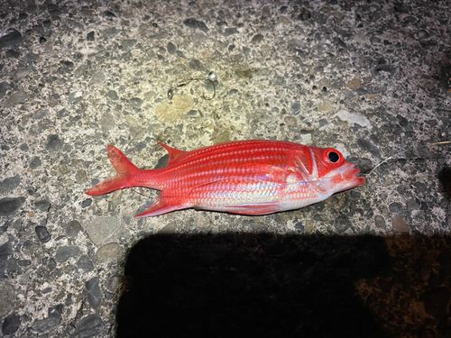 イットウダイの釣果