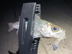 セイゴ（マルスズキ）の釣果