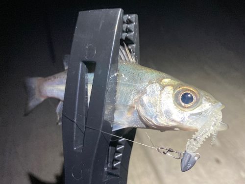 セイゴ（タイリクスズキ）の釣果