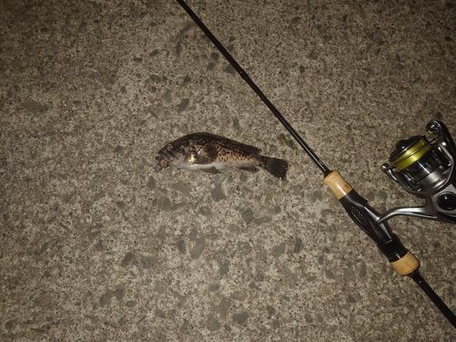 クロソイの釣果