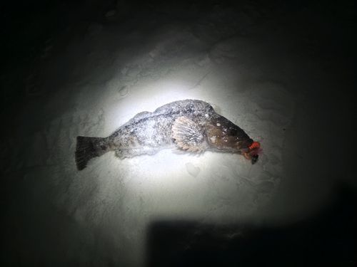 アブラコの釣果