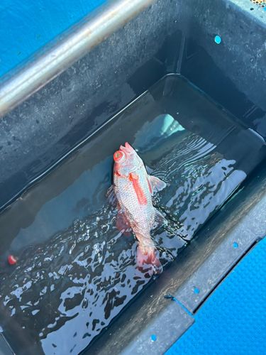 アカムツの釣果