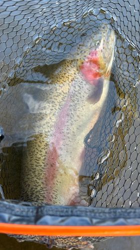 ニジマスの釣果