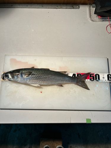 ボラの釣果