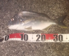 ヘダイの釣果