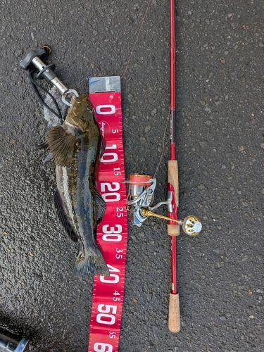 アブラコの釣果