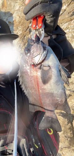 イシダイの釣果