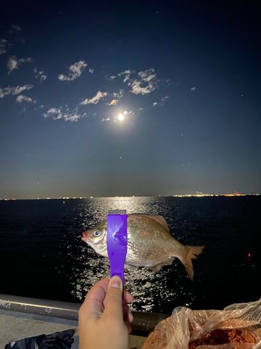 ウミタナゴの釣果