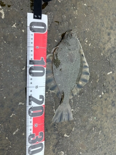 カワガレイの釣果