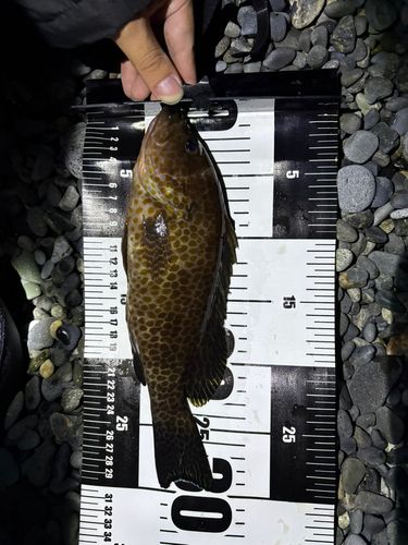 オオモンハタの釣果