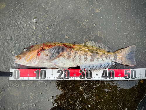 アイナメの釣果