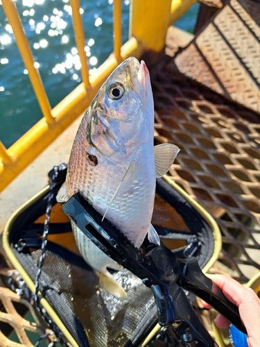 コノシロの釣果