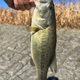 ラージマウスバス