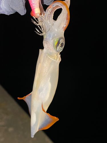 ヤリイカの釣果