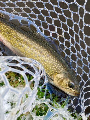 岩姫フィッシング