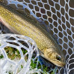 ブルックトラウト