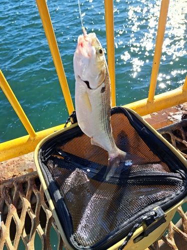 コノシロの釣果